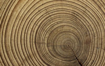 Caratteristiche del legno che probabilmente non sapevi